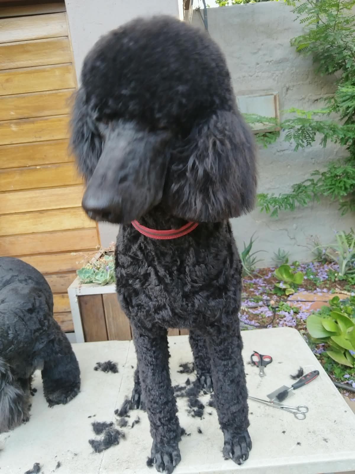 A black standard poodle with a red collar standing on a grooming table
