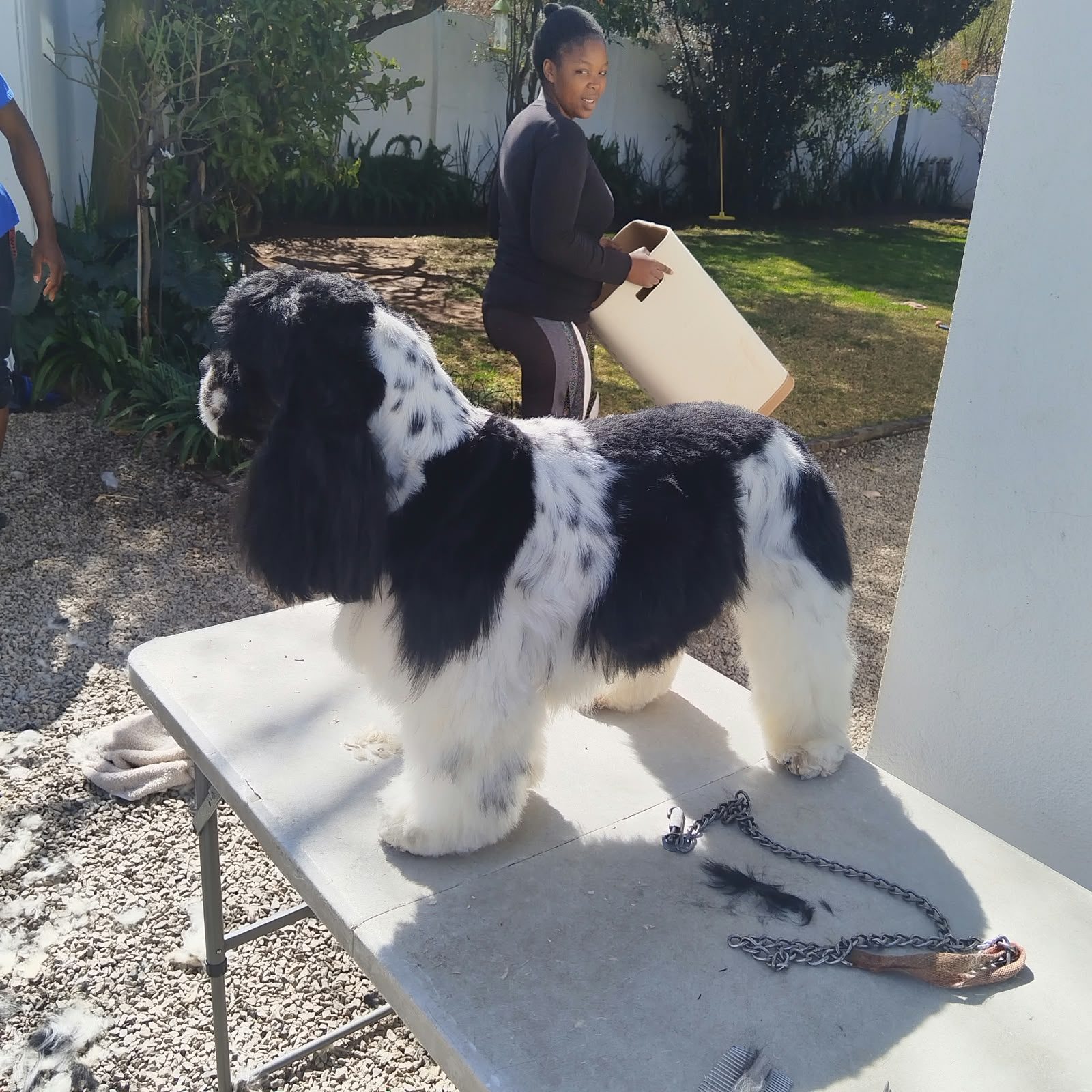 A black and white spaniel standing on a grooming table in a client’s garden