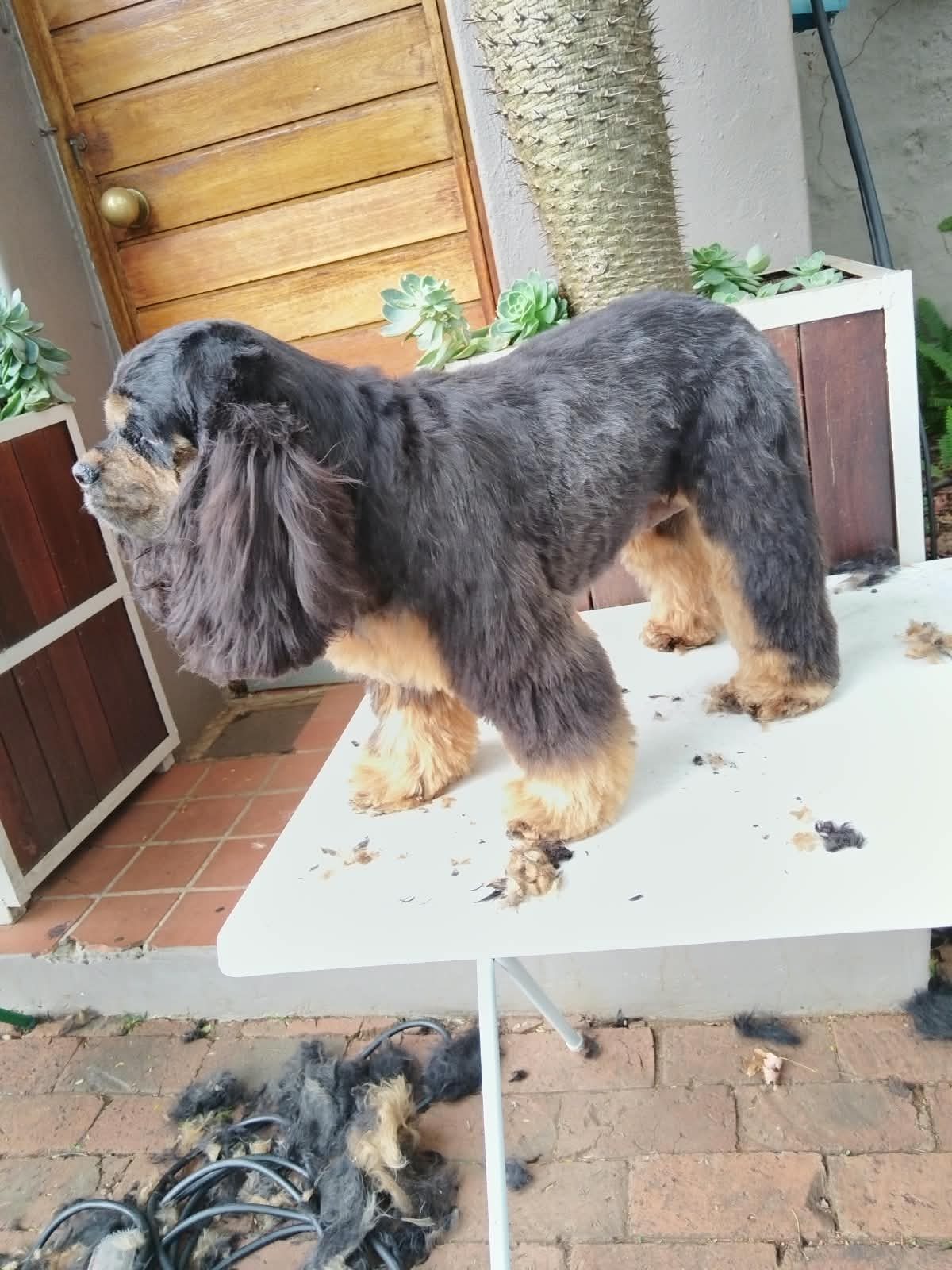 A long-coated small dog standing on a grooming table outside a client’s home