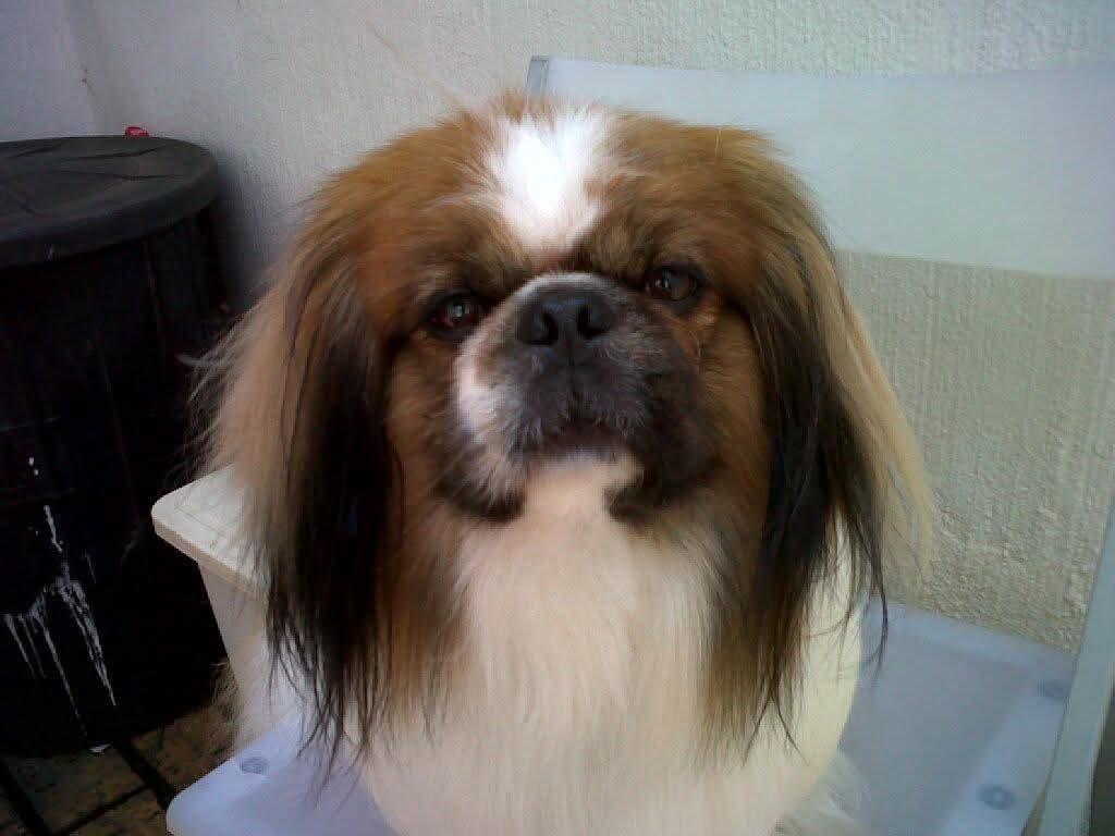 A small long-eared dog looking at the camera after its groom