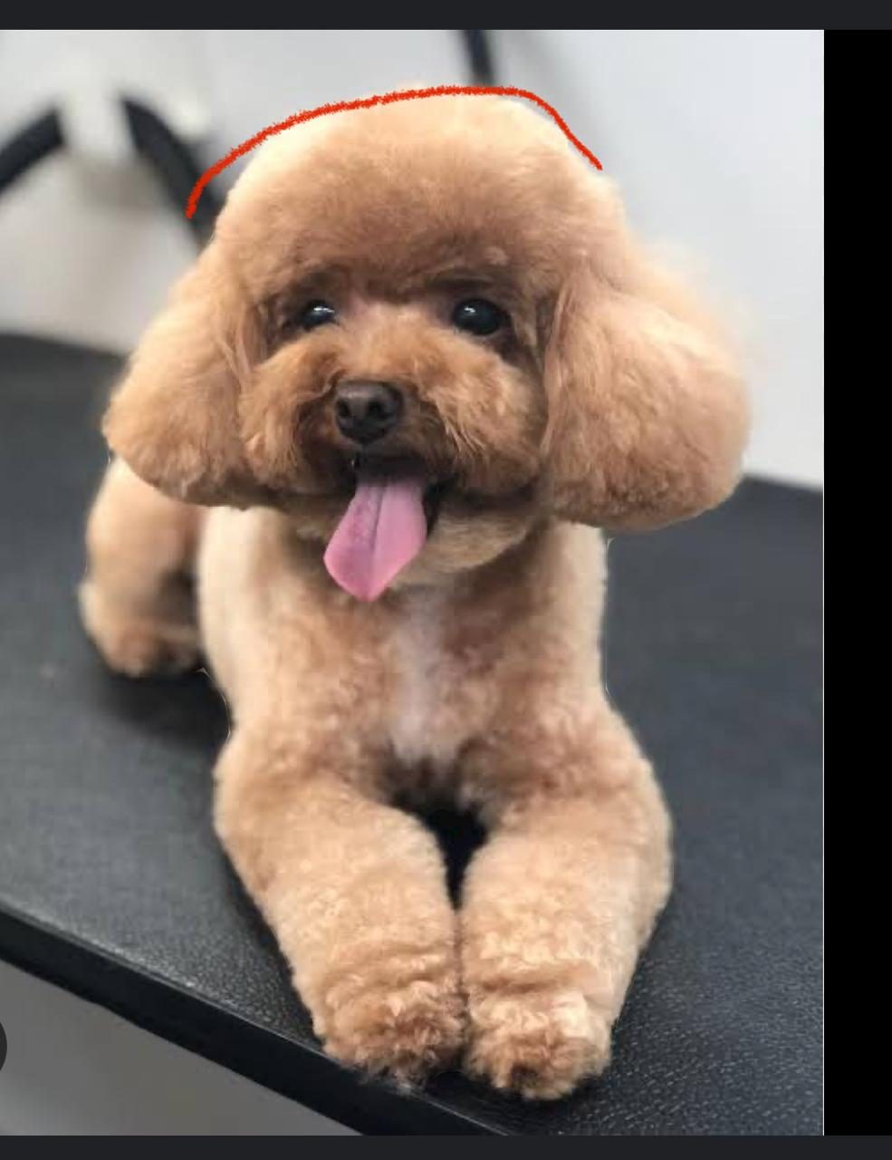 A small red-brown poodle lying on a grooming table wearing a bow