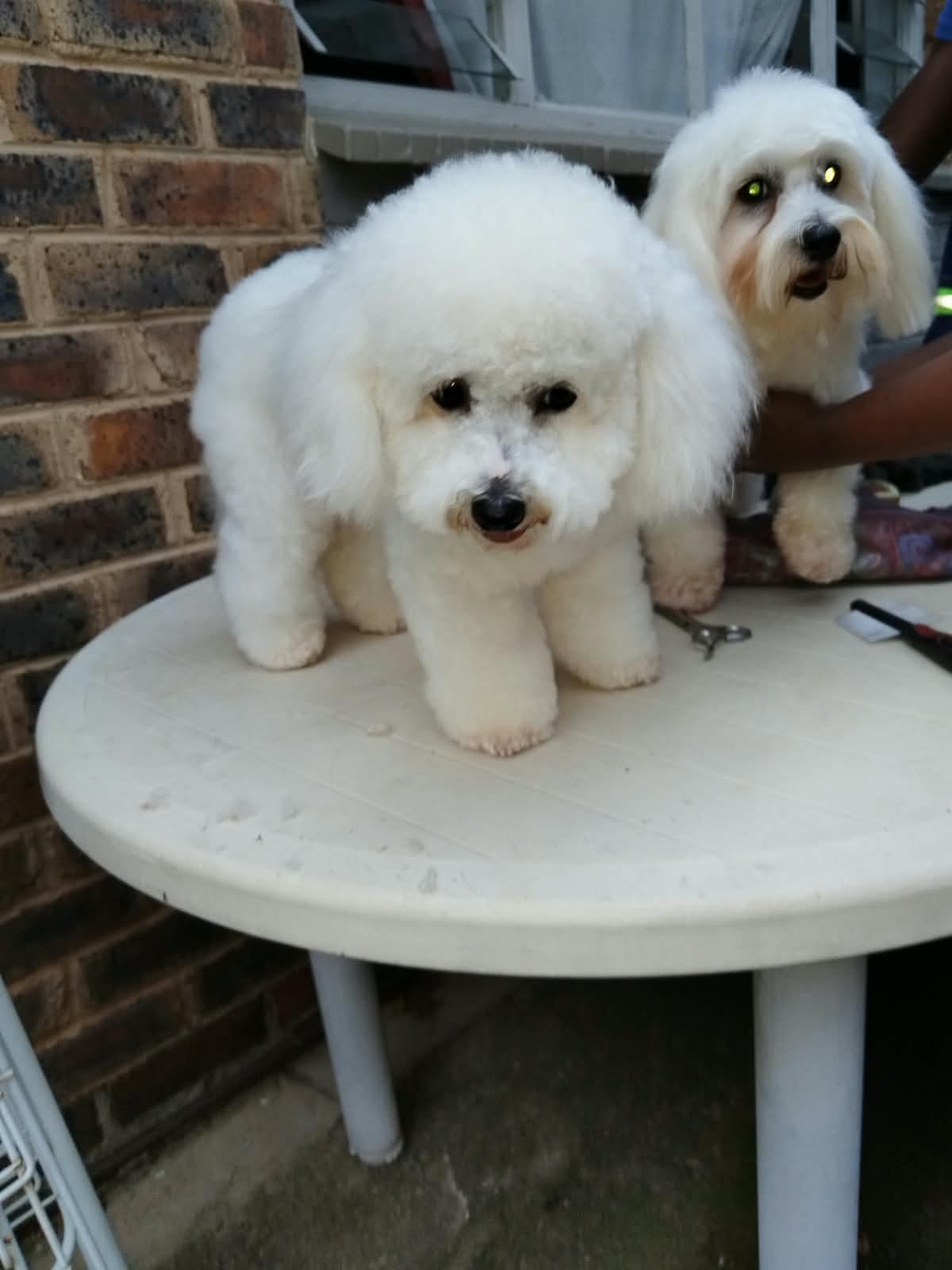 Two small white curly-coated dogs on an outdoor table after their groom